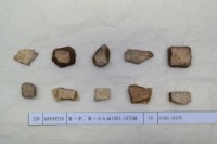 藏品(殷墟有字甲片)的圖片