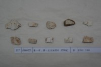 藏品(殷墟有字甲片)的圖片