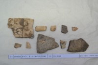 藏品(殷墟有字甲片)的圖片