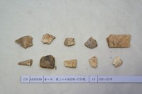 藏品(殷墟有字甲片)的圖片