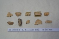 藏品(殷墟有字甲片)的圖片