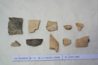 藏品(殷墟有字甲片)的圖片