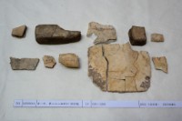 藏品(殷墟有字甲片)的圖片