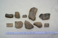 藏品(殷墟有字甲片)的圖片