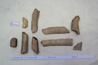 藏品(殷墟有字骨片)的圖片