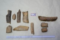 藏品(殷墟有字骨片)的圖片