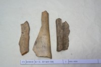 藏品(殷墟有字骨片)的圖片