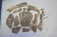 藏品(殷墟有字骨片)的圖片