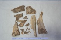 藏品(殷墟有字骨片)的圖片