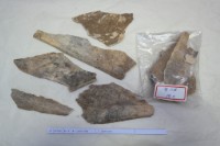 藏品(殷墟有字骨片)的圖片