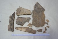 藏品(殷墟有字骨片)的圖片