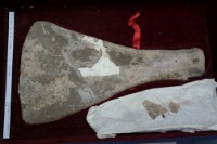 藏品(殷墟有字骨片)的圖片