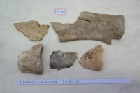 藏品(殷墟有字骨片)的圖片