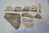 藏品(殷墟有字骨片)的圖片