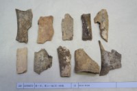 藏品(殷墟有字骨片)的圖片