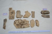 藏品(殷墟有字骨片)的圖片