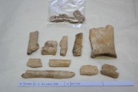 藏品(殷墟有字骨片)的圖片