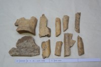 藏品(殷墟有字骨片)的圖片