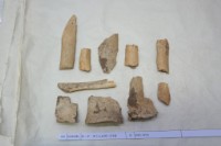 藏品(殷墟有字骨片)的圖片