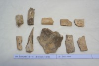 藏品(殷墟有字骨片)的圖片