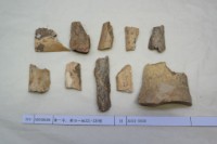 藏品(殷墟有字骨片)的圖片