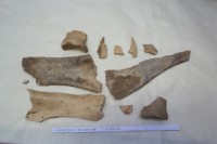 藏品(殷墟有字骨片)的圖片