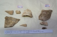 藏品(殷墟有字骨片)的圖片