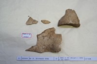 藏品(殷墟有字骨片)的圖片