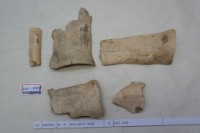 藏品(殷墟有字骨片)的圖片