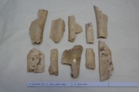 藏品(殷墟有字骨片)的圖片