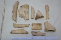 藏品(殷墟有字骨片)的圖片