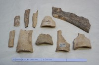 藏品(殷墟有字骨片)的圖片