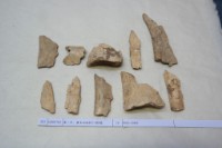 藏品(殷墟有字骨片)的圖片