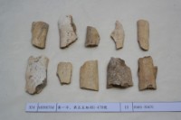 藏品(殷墟有字骨片)的圖片