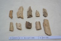 藏品(殷墟有字骨片)的圖片