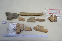 藏品(殷墟有字骨片)的圖片