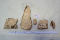 藏品(殷墟有字骨片)的圖片