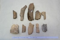 藏品(殷墟有字骨片)的圖片