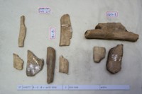 藏品(殷墟有字骨片)的圖片