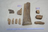 藏品(殷墟有字骨片)的圖片