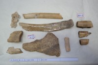 藏品(殷墟有字骨片)的圖片