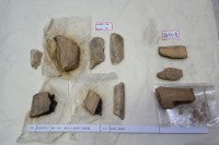 藏品(殷墟有字骨片)的圖片