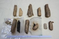 藏品(殷墟有字骨片)的圖片