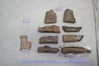 藏品(殷墟有字骨片)的圖片