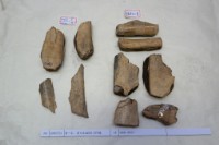 藏品(殷墟有字骨片)的圖片