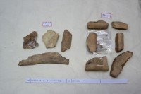 藏品(殷墟有字骨片)的圖片