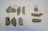 藏品(殷墟有字骨片)的圖片