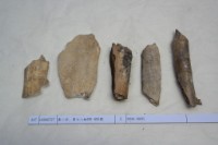 藏品(殷墟有字骨片)的圖片