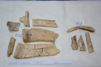 藏品(殷墟有字骨片)的圖片