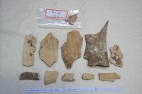 藏品(殷墟有字骨片)的圖片